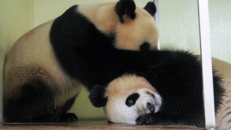 Zoo de Beauval: le séjour des deux pandas géants prolongé au moins jusqu'en 2027