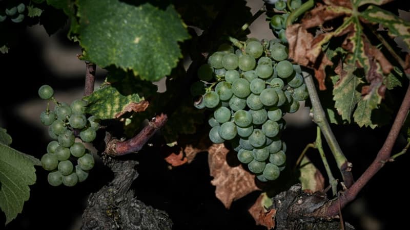 Oliviers, kiwis, bovins... Les viticulteurs bordelais en difficulté poussés à se diversifier