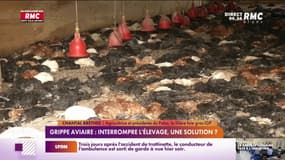 Grippe aviaire : interrompre l'élevage, une solution ? 