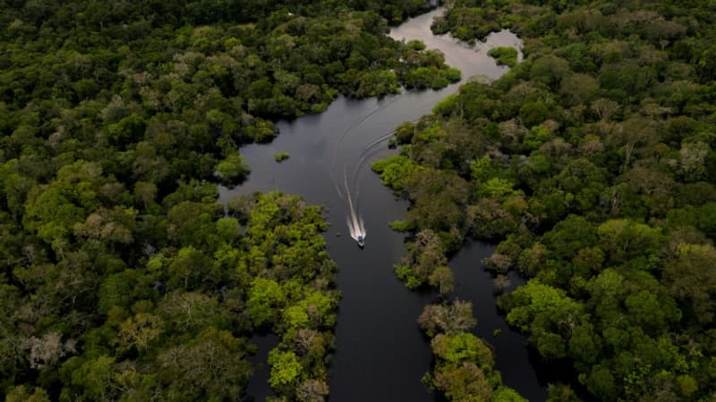 Des chercheurs affirment que protéger l'Amazonie est aussi un enjeu de santé majeur