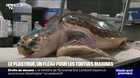 Blessées, notamment à cause du plastique, ces tortues marines vont retrouver l’océan