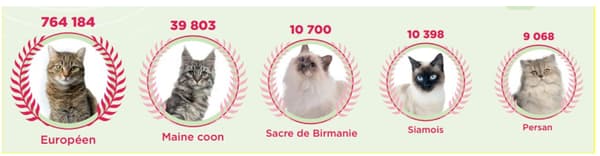 Les races de chat les plus représentées en France, en 2023, selon les données I-CAD révélées le 16 mai 2024.