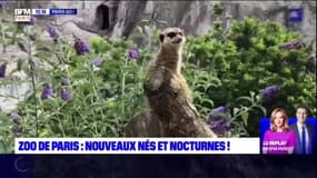 Paris Go : Nouveaux nés, arrivées et visites nocturnes au Parc Zoologique de Paris !