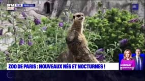 Paris Go : Nouveaux nés, arrivées et visites nocturnes au Parc Zoologique de Paris !