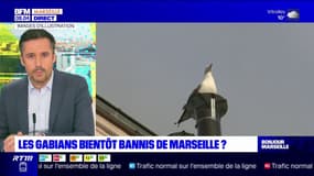 Marseille: les gabians bientôt bannis de la ville?