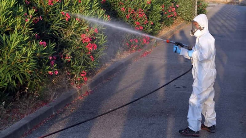 Des experts tentent de désinfecter la zone dans laquelle ont été détectés les nouveaux cas de Xylella Fastidiosa en Corse.