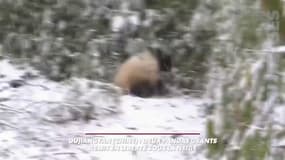 Chine: deux pandas géants remis en liberté sous la neige