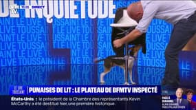 Punaises de lit: le plateau de BFMTV inspecté par un chien détecteur