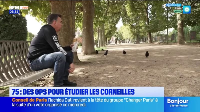 Les corneilles sous haute surveillance grâce à des bagues GPS (1/1)