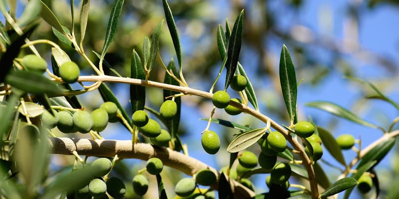 Les cours de l'huile d'olive s'envolent sur des plus hauts de 9 ans. Conditions climatiques et parasites sont sans doute en train de chambouler la cartes des grands producteurs européens.