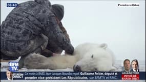 Cet ours polaire qui errait dans un village russe a été rapatrié vers son habitat naturel