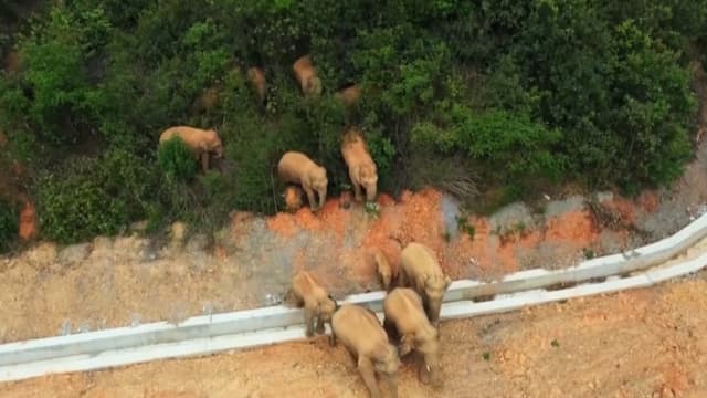 Le troupeau d'éléphants sauvages.