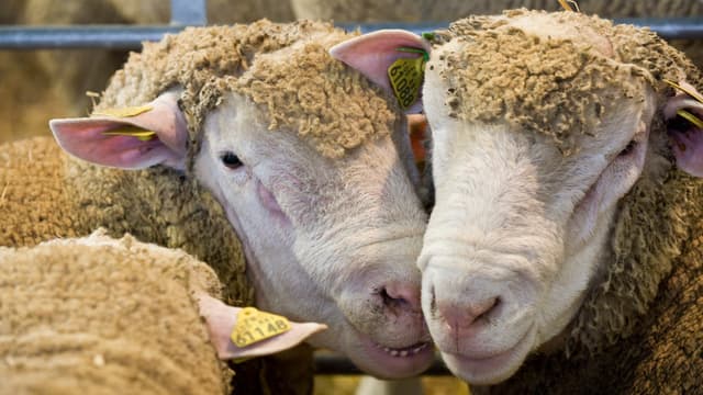 Alsace Un Agriculteur Retraite Arrete Pour Avoir Abattu Des Moutons Pour L Aid