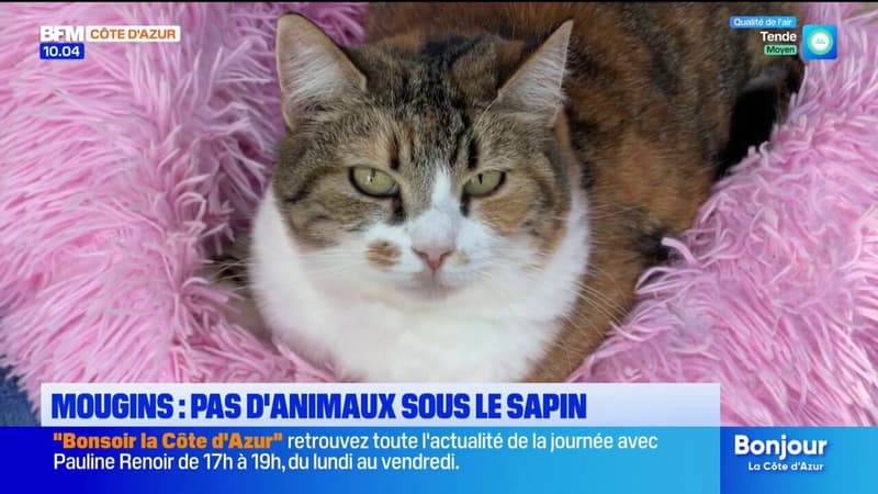 Mougins: un refuge animalier alerte contre les adoptions compulsives et les risques d'abandons