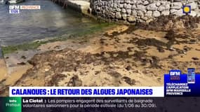 Marseille: l'algue japonaise, espèce invasive, de retour dans les calanques