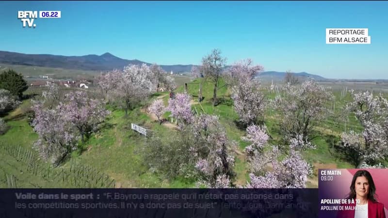 Les amandiers, déjà en fleurs, tapissent les collines du Haut-Rhin de rose