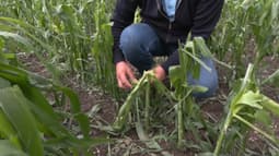 Un agriculteur constate les dégâts des grêlons sur son champs de maïs le samedi 14 juin