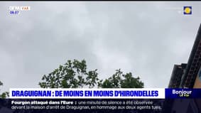 Draguignan: les hirondelles se font de plus en plus rares dans la ville