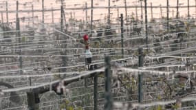 La vague de froid qui touche la France fait craindre le pire aux agriculteurs 