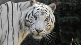 Un tigre blanc dans un zoo italien (PHOTO D'ILLUSTRATION)