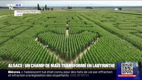 À Soultz en Alsace, un agriculteur a transformé son champ de maïs en labyrinthe