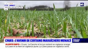 Inondations dans le Pas-de-Calais: l'avenir de certains maraîchers menacé