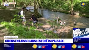 Alsace: une laisse pour les balades en forêt jusqu'au 30 juin