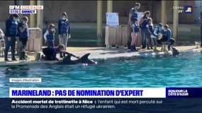 Antibes: pas de nomination d'expert pour ausculter les orques de Marineland
