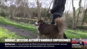 Dans l’Hérault, plusieurs cas d’animaux mystérieusement empoisonnés inquiètent les habitants