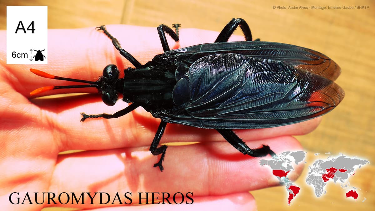 EN IMAGES Ces insectes taille XXL