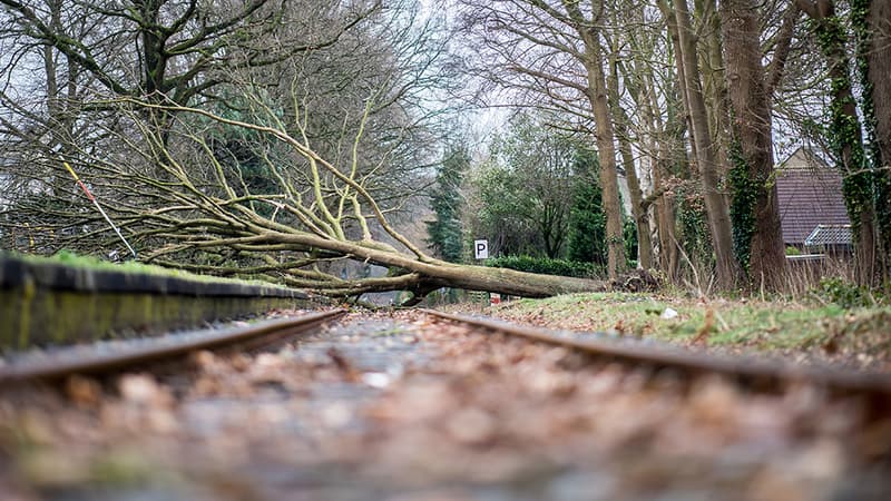 Un arbre est tombé sur la voie à Münster, au nord-ouest de l'Allemagne.