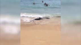 Un requin sème la panique en faisant un tour dans la baie de Palma de Majorque