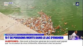 Dix tonnes de poissons morts dans le lac d'Enghien-les-Bains