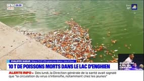 Dix tonnes de poissons morts dans le lac d'Enghien-les-Bains