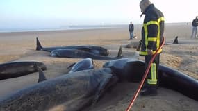 Ce lundi matin, des pompiers arrosaient les baleines survivantes avant leur remise à l'eau. 