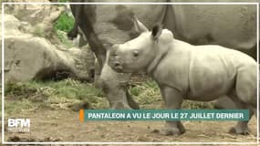 Ce bébé rhinocéros blanc est le premier à naître en Amérique du Sud