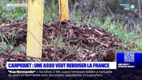 Normandie: une association veut reboiser la Région face aux manques d'arbre