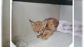 Un lynx blessé secouru dans le Bas-Rhin dans les Vosges du Nord en juillet 2023