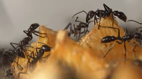 Des fourmis kamikazes ont été découvertes sur l'île de Bornéo. 