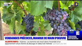 Var: des vendanges précoces et un manque de main d'oeuvres