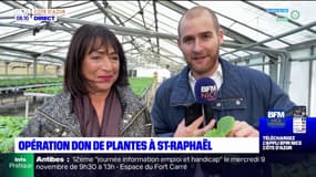 Saint-Raphaël: une don de plantes organisé par la municipalité