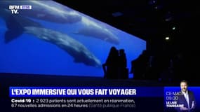 Une exposition immersive pour explorer la nature sous toutes ses formes au Muséum national d'Histoire naturelle