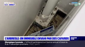 L'Arbresle : un immeuble envahi par les cafards