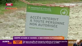 Grippe aviaire à Vannes: 3800 dindes euthanasiées 