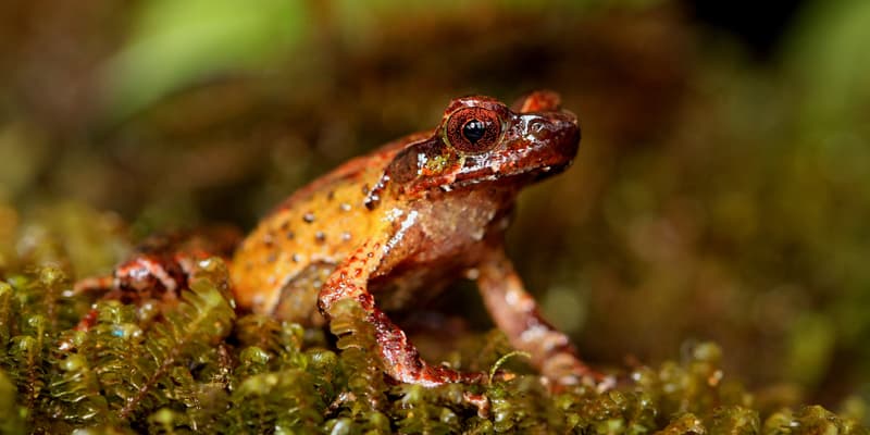 La grenouille cornue du mont Ky Quan San dans la réserve naturelle de Bat Xat au Vietnam, l'un des plus de 200 nouvelles espèces découvertes par des scientifiques dans la grande région du Mékong en 2020
