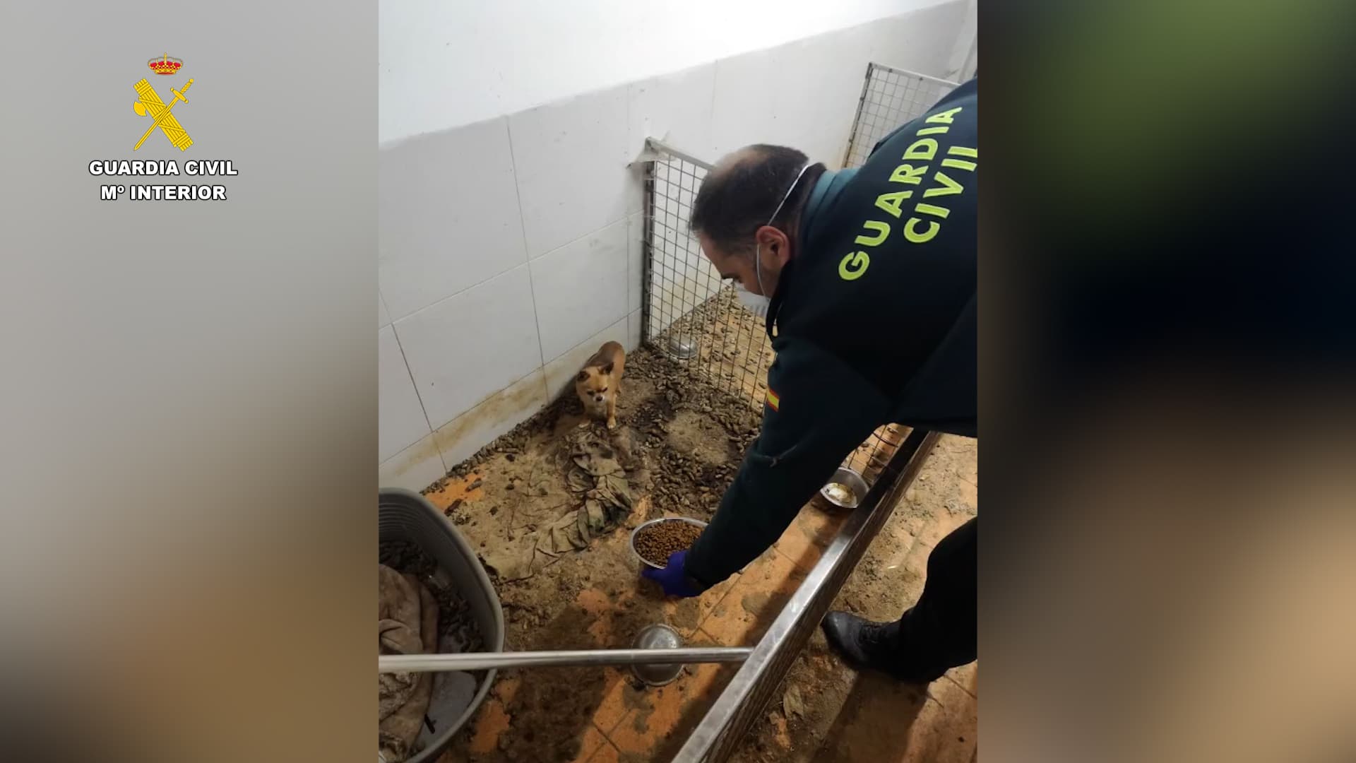 "CERTAINS ÉTAIENT MOMIFIÉS": 250 ANIMAUX MORTS RETROUVÉS SUR UN CENTRE D'ÉLEVAGE INSALUBRE EN ESPAGNE