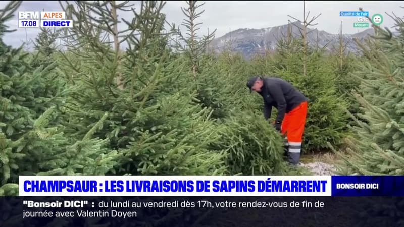 Champsaur: les livraisons de sapins démarrent