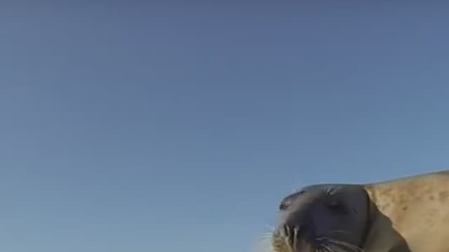 Il est de retour et sème la pagaille sur les plages de Gironde