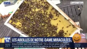 Les abeilles de Notre-Dame ont-elles aussi survécu à l'incendie