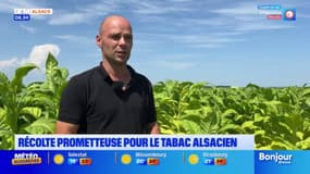 Tabac Alsacien: cet agriculteur a pu déjouer les caprices de la météo